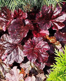 Heuchera 'Midnight Rose' Pot 9 cm