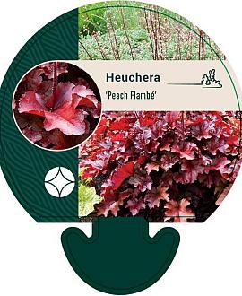 Heuchera 'Peach Flambé' Pot 9 cm