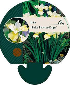 Iris sib. 'Butter and Sugar' Pot 9 cm
