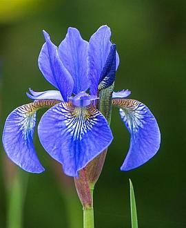 Iris sib. 'Silver Edge' Pot 9 cm