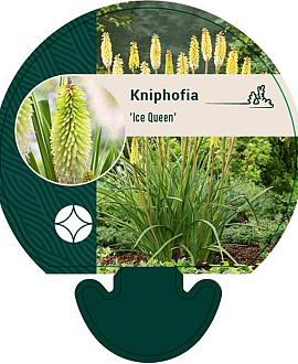 Kniphofia 'Ice Queen' Pot 9 cm