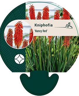 Kniphofia 'Nancy Red' Pot 9 cm