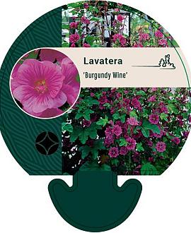 Lavatera 'Burgundy Wine' Pot 9 cm