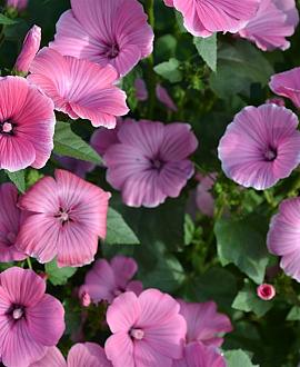 Lavatera 'Burgundy Wine' Pot 9 cm