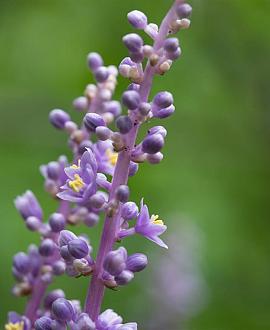Liriope muscari 'Big Blue' Pot 2 Liter