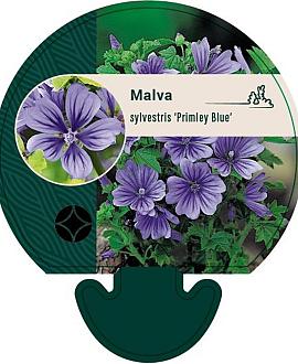 Malva sylvestris 'Primley Blue' Pot 9 cm