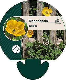 Papaver cambricum Pot 9 cm