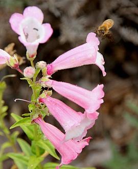 Penstemon 'Apple Blossom' Pot 9 cm