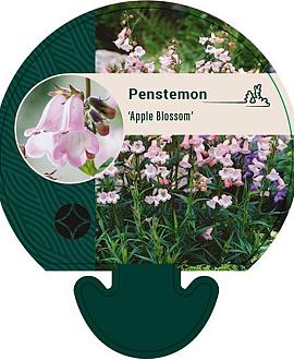 Penstemon 'Apple Blossom' Pot 9 cm