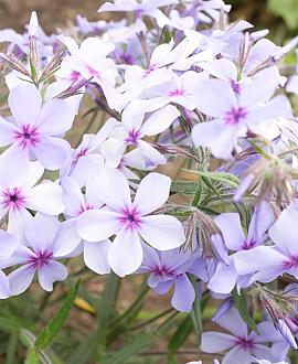 Phlox div. 'Chattahoochee' Pot 9 cm