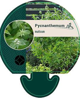 Pycnanthemum muticum Pot 9 cm