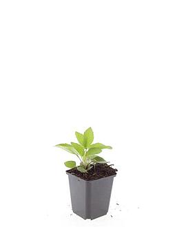 Rudbeckia f. 'Goldschirm' Pot 9 cm