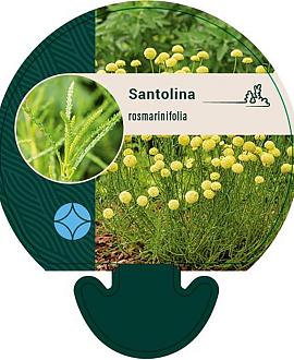 Santolina rosmarinifolia Pot 9 cm
