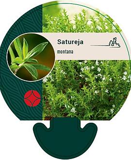 Satureja montana Pot 9 cm