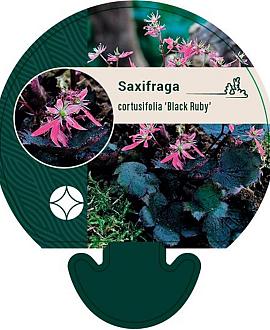 Saxifraga c. 'Black Ruby' Pot 9 cm
