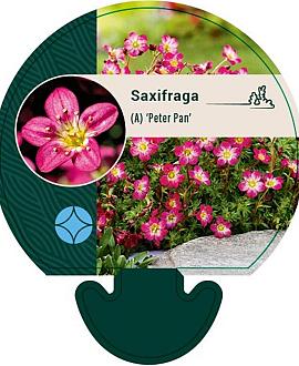 Saxifraga (A) 'Peter Pan' Pot 9 cm