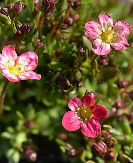 Saxifraga (A) 'Peter Pan' Pot 9 cm