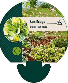 Saxifraga u. 'Variegata' Pot 9 cm