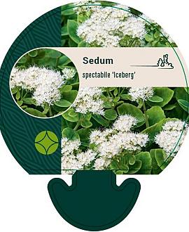 Sedum spectabile 'Iceberg' Pot 9 cm
