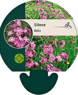 Silene dioica Pot 9 cm