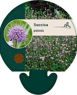 Succisa pratensis Pot 9 cm