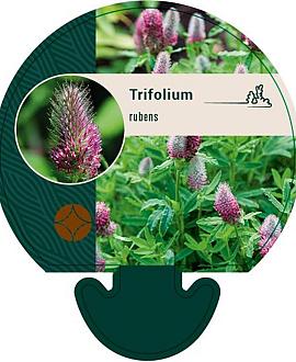 Trifolium rubens Pot 9 cm