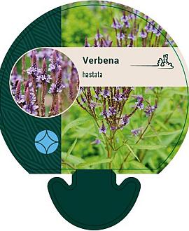 Verbena hastata Pot 9 cm