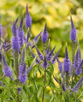 Veronicastrum virg. 'Adoration' Pot 9 cm