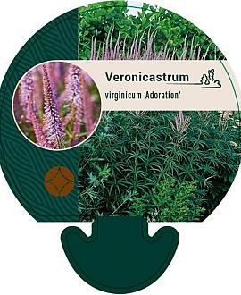 Veronicastrum virg. 'Adoration' Pot 9 cm