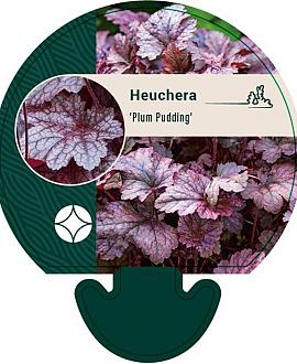 Heuchera 'Plum Pudding' Pot 9 cm