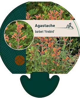 Agastache barberi 'Firebird' Pot 9 cm