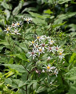 Aster divaricatus 'Beth Chatto' Pot 9 cm