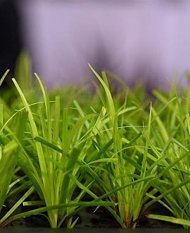 Carex oshim. 'Evergreen' Pot 2 Liter