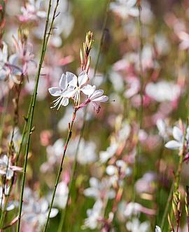 Gaura l. 'Snowstorm' Pot 9 cm