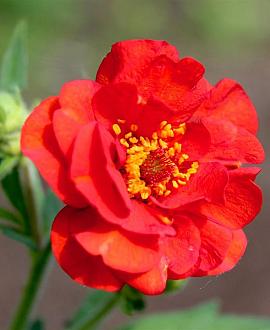 Geum 'Scarlet Tempest' Pot 9 cm