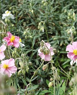 Helianthemum 'Wisley Pink' Pot 9 cm