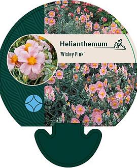 Helianthemum 'Wisley Pink' Pot 9 cm