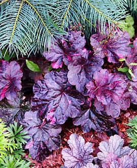 Heuchera 'Wild Rose' Pot 9 cm