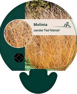 Molinia caerulea 'Poul Petersen' Pot 9 cm