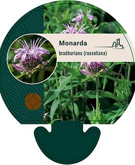 Monarda bradburiana Pot 9 cm
