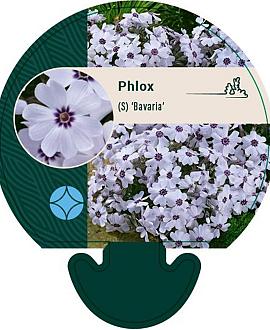 Phlox (S) 'Bavaria' Pot 9 cm