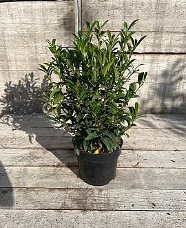 Prunus l. Sofia Pot 3 Liter 