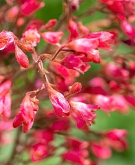 Heuchera sang. 'Leuchtkäfer' Pot 9 cm