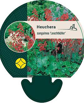 Heuchera sang. 'Leuchtkäfer' Pot 9 cm