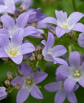 Campanula lact. 'Senior' Pot 9 cm