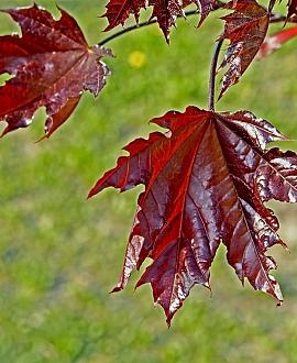 Acer plat. 'Crimson Sentry' Draadkluit Hoogstam (Stamomtrek 12-14 cm)