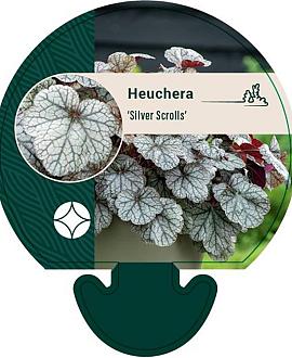 Heuchera 'Silver Scrolls' Pot 9 cm