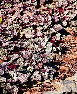 Heuchera 'Silver Scrolls' Pot 9 cm