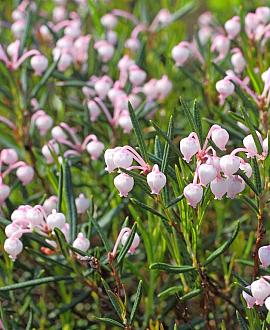 Andromeda polifolia Pot 3 Liter 