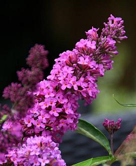 Buddleja Free Petite Tutti Fruitti Pot 2 Liter